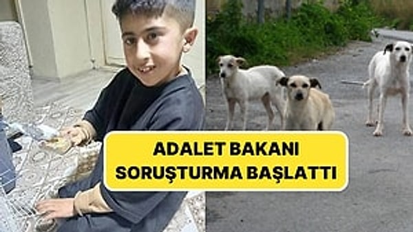 Sokak Köpekleri