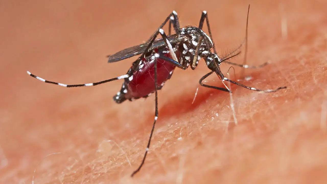 cinde 3 seviye acil durum ilan edildi 1714 chikungunya atesi vakasi 8tBaLVpe