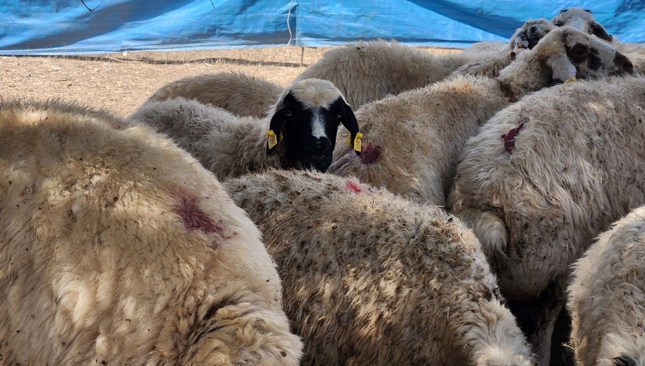 cobanlar artik altin degerinde maaslari 130 bin liraya cikti 8uQmkjNt