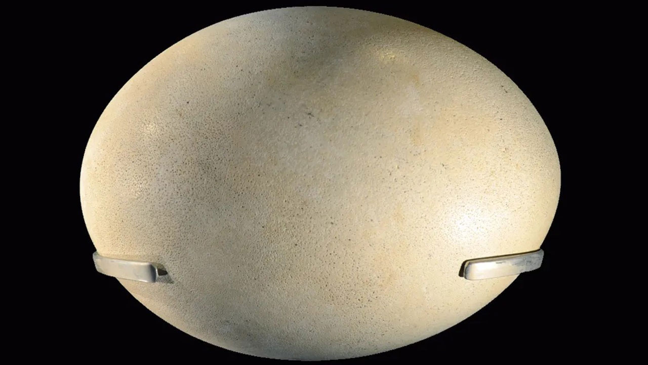 dunyanin en buyuk yumurtasi hangi hayvana ait lxIltDOa