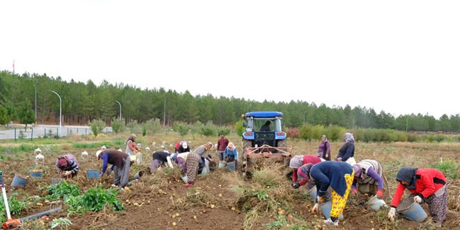 universitenin urettigi patatesler ogrencilere burs olacak 73OH7xQe.jpg