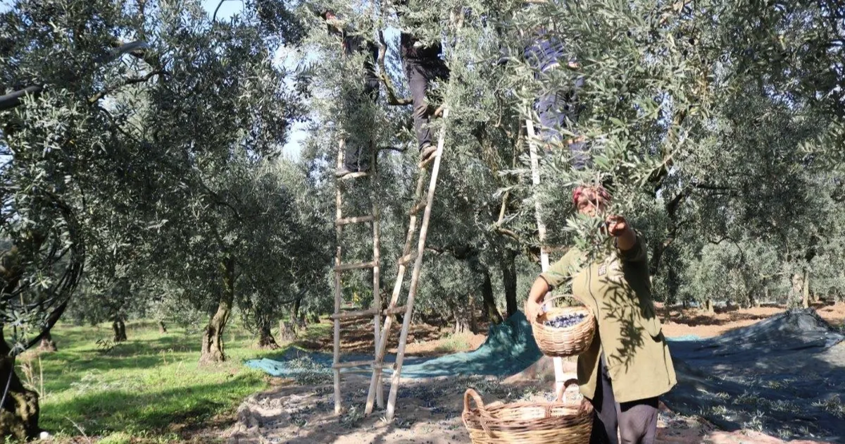 marmarabirlik zeytin alim fiyatlarini acikladi taban 55 tl tavan 160 tl GpPTQ3Br.webp