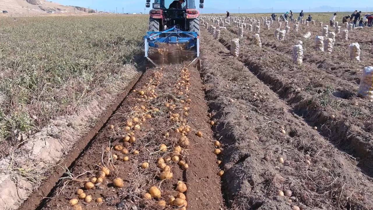Turfanda Patates Hasadında Düşük Rekolte ve Sabit Fiyatlar